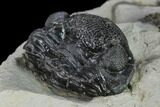 Wide, Enrolled Eldredgeops Trilobite With Brachs - Ohio #133585-6